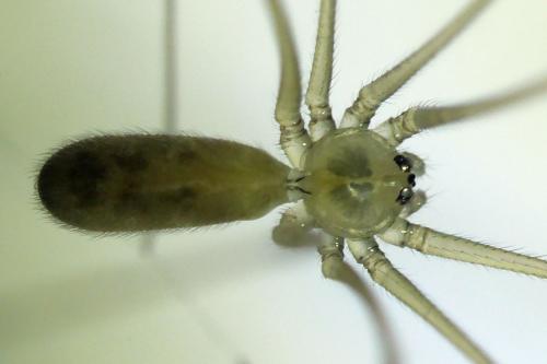 Réf. 273 734 : Pholcus phalangioides